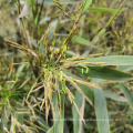 Cold hardy rare garden plant Fargesia sp. "Guizhou" arrow bamboo seeds